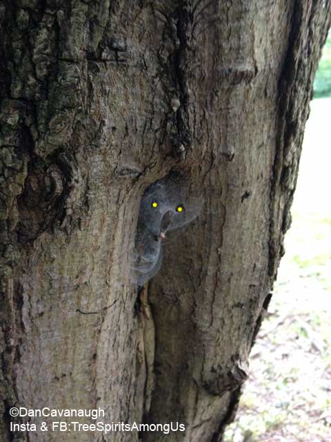 Hungry Baby Bird
