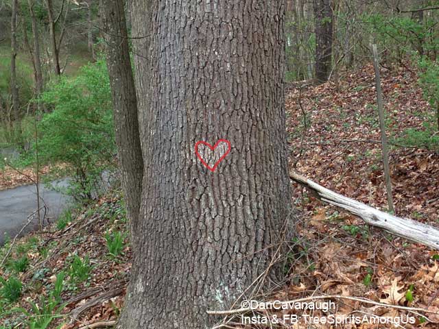 Tree Heart