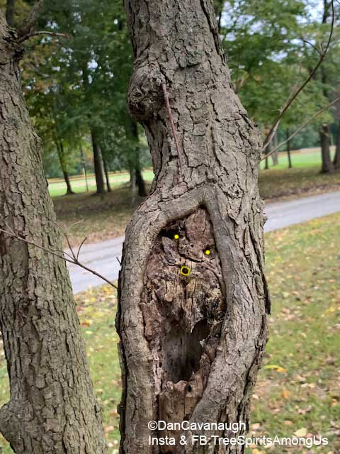 Tree Gnome